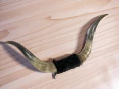 A pair of cow horns, width 64 cm.