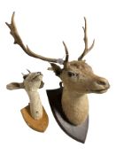 A taxidermy deer's head on oak shield plaque with eleven point antlers, height 84 cm,