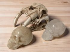 A replica composition saber tooth cat skull, length 13 cm, and two further human skulls.