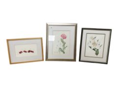 Brenda Benjamin (contemporary) : Peony flower poppy, watercolour, 35 cm x 25 cm,
