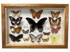 A framed montage of butterfly specimens, overall 45 cm x 30 cm.
