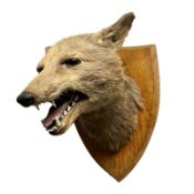 A taxidermy fox mask on oak shield, depth from the wall 24 cm.
