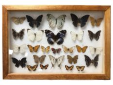 A framed montage of butterfly specimens, overall 45 cm x 30 cm.