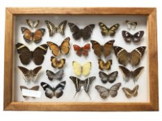 A framed montage of butterfly specimens, overall 45 cm x 30 cm.