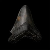 Megalodon Extinct Giant Shark's Fossil Tooth