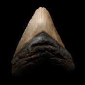 Very Large Megalodon Extinct Giant Shark's Fossil Tooth