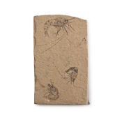 Fossil Shrimp Plate