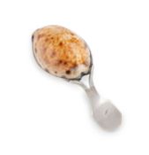A George III silver-mounted cowrie shell caddy spoon, by Matthew Linwood, Birmingham circa 1810,