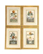 A SET OF FOUR COLOURED ENGRAVINGS OF FRUIT