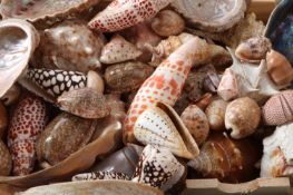 λ AN EXTENSIVE COLLECTION OF MAINLY SEA SHELLS