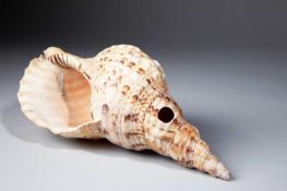 A FIJI SHELL TRUMPET DAVUI