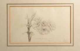 Charles Rennie Mackintosh (1868-1928) Double Cherry, Pink, watercolour and pencil