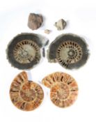 TWO PAIRS OF AMMONITE HALVES