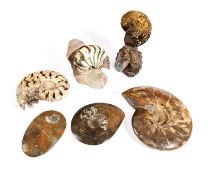 A GROUP OF SIX AMMONITES
