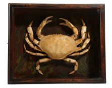 A TAXIDERMY PRESERVED CRAB