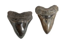 TWO MEGALODON TEETH
