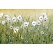 Boxed Daisy Spring II by Tim OToole - Wrapped Canvas Painting 30 cm H x 46 cm W (LOC: SR6(7.3)-WO333