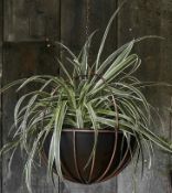 Ivyline Indoor Kensington Copper Tall Hanging Planter - H60Cm X D24Cm, Brown RRP £70, Ivyline Indoor