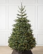 (BH The World's Leading Christmas Tree Manufacturer) Boxed BH Nordmann Fir® Christmas Tree 8ft