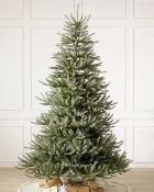 (BH The World's Leading Christmas Tree Manufacturer) Boxed Sanibel Spruce Christmas Tree 6ft