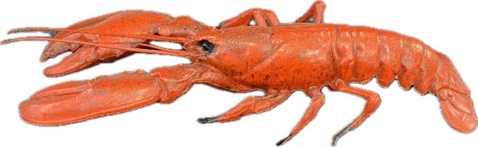 Realistic plastic replica lobster measuring 20"
