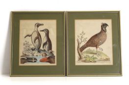 George Edwards (1694-1773) Two hand coloured etchings