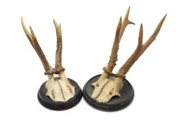 Two pairs of mounted horns