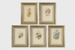 After John Gould and H C Richter 1849-1861