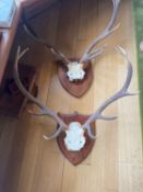 Two mounted antlers, modern,