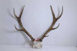 A European red deer (Cervus elaphus) skull mount, 20th century,
