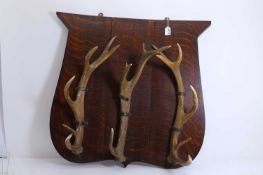 A set of three mounted deer antlers on an oak shield,
