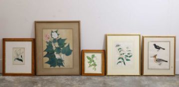 A watercolour study of a rosy-spotted lance-leaved lily