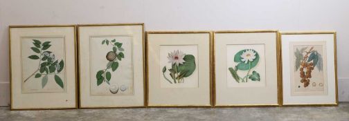 A group of five botanical illustrations