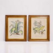 Basilious Besler (German, 1561-1629)