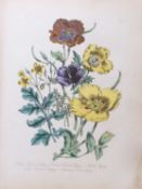 Loudon, Mrs J B: British wild flowers.