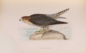 BREE, Charles Robert: A History of the Birds of Europe not Observed in the British Isles,