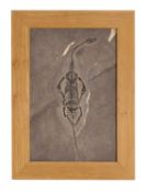 A small fossil specimen of a Keichousaurus,