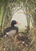 Signed Limited Edn: Amuchastegui, Axel (ill): Some Birds and Mammals of South America,