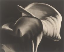 Horst P. Horst (i.e. Horst Paul Albert Bohrmann). Calla Aethiopica. 1945