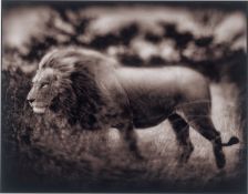 Nick Brandt. Windswept Lion, Serengeti. 2002