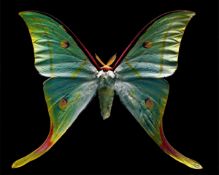 Harf Zimmermann. Actias selene, Museum of Natural History. 2005