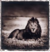 Nick Brandt. Lion at Dawn, Naabi, Serengeti. 2001