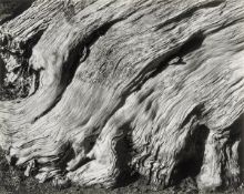 Edward Weston. Cypress, Point Lobos. 1929