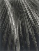 Horst P. Horst (i.e. Horst Paul Albert Bohrmann). Chinese Fan Palm. 1945