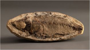 Early Cretaceous Fossil Fish "Rhacolepis", Brazil, over 113 Million BC