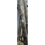 Large oak stake, approx. 400cm h