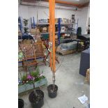 Potted Peregrine peach tree