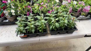 2 trays containing 18 potted Patio Princess fuchsias