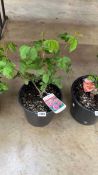Potted Louise Odier Bourbon rose