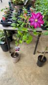 Potted pink champagne climbing clematis
